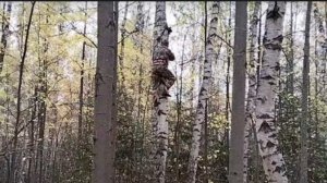 1. Открытие моего сезона сбора чаги