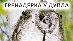 Гренадерка у дупла и бэкстэйдж