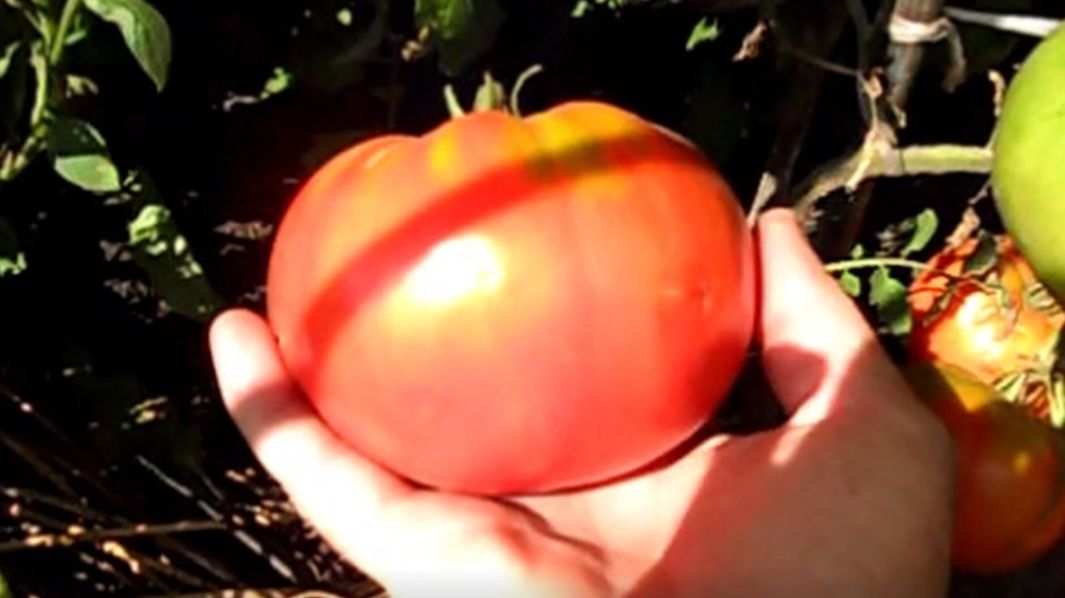 Сорта помидоров на моем участке смотреть онлайн