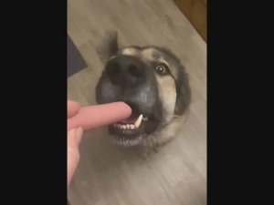 Собака Баскервилей The Hound of the Baskervilles