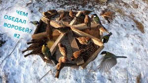 Пищевые предпочтения воробьев и синиц