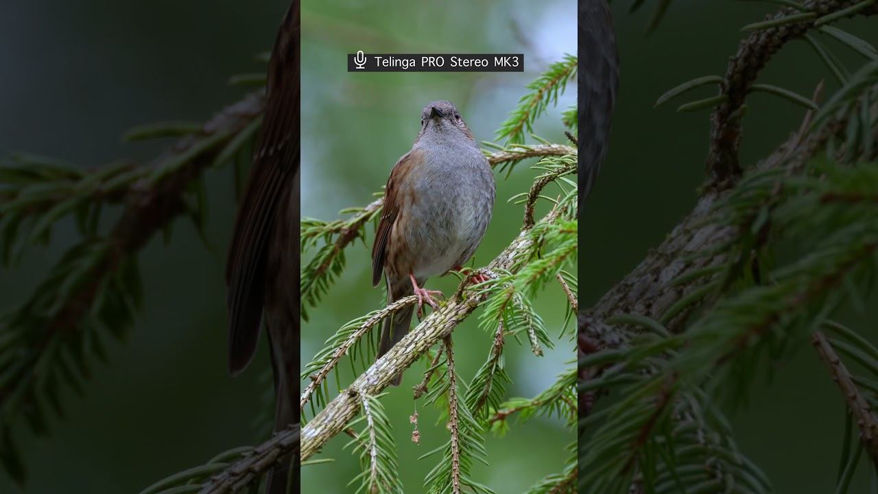 Завирушка лесная: Голос ♫ #голосаптиц #shorts смотреть онлайн