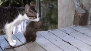 Котик поймал ну очень большую крысу
