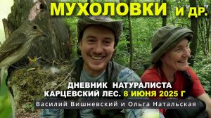 Птицы Карцевского леса. Дневник 8 июня 2025 г.