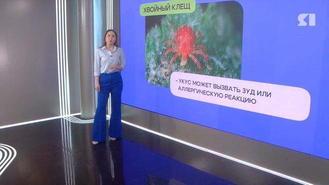 Ярославцам рассказали, как защитить свои квартиры от клещей из новогодней елки смотреть онлайн