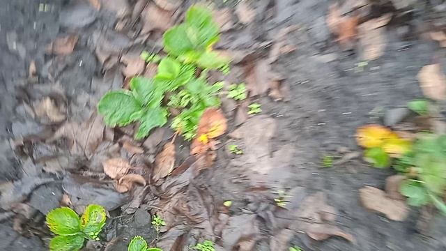 3.12.25г. Ищу🍀🍀🍀 ЗЕЛЕНЬ на ОГОРОДЕ!!!👍👍👍🙂