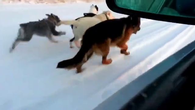 Спорт с собакой. Кинолог Игорь Алтайский