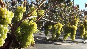 Виноград Рислинг Магарача 2025г