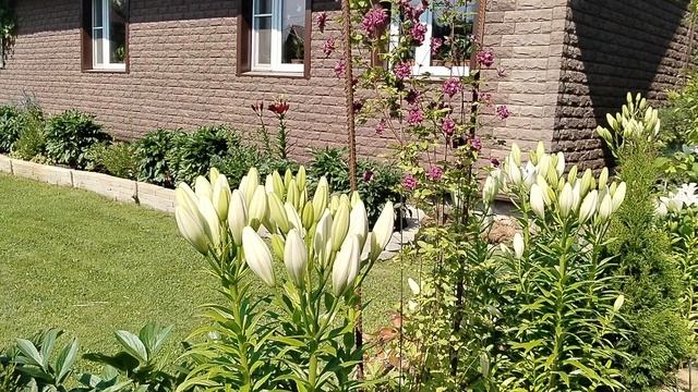 Белые лилии 'Бах' - бутоны бананы. смотреть онлайн