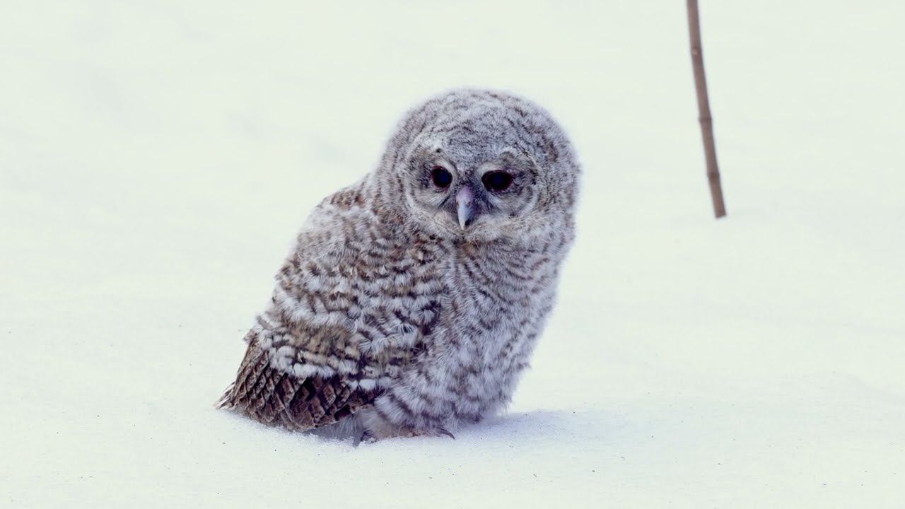 Совята-слётки. Птенцы под охраной. Дневник 29 февраля 2024 г. смотреть онлайн