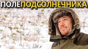 Подсолнечник для птиц. От агрономов с любовью