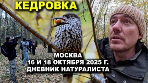 Кедровка в Москве 2025 г. Дневник натуралиста