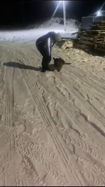 Дрессировка щенка немецкой овчарки. п.г.т. Актюбинский.