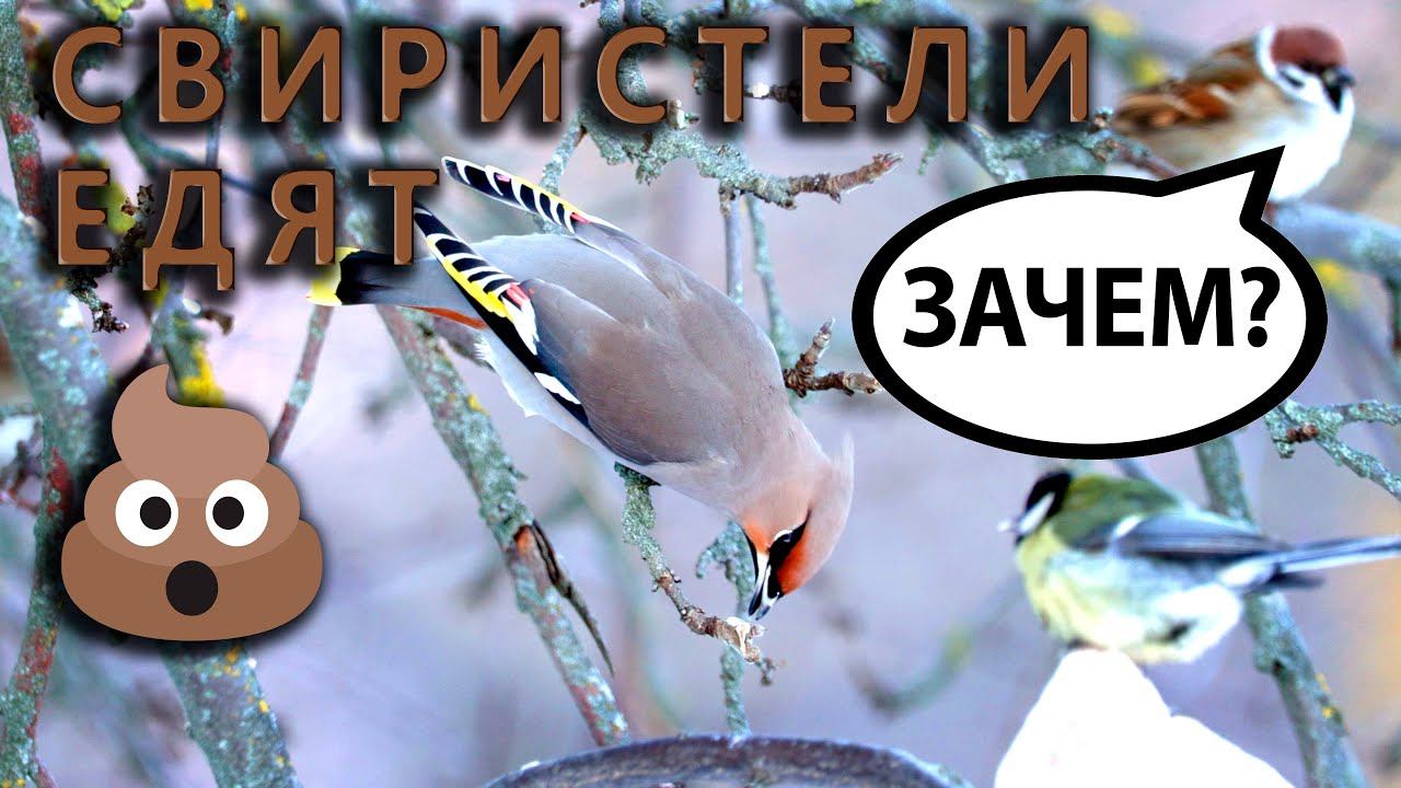 Зачем свиристели едят помёт воробьёв? смотреть онлайн