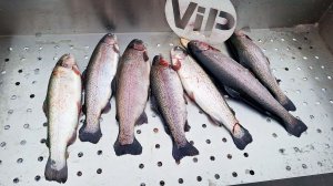 Платная рыбалка на Пионерском пруду. Ловля форели по открытой воде.