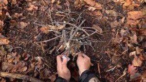 Тайга не отпускает.\\Тигры по всюду, не дают охотится.\\Охота в Приморском Крае.\\Ноябрь.