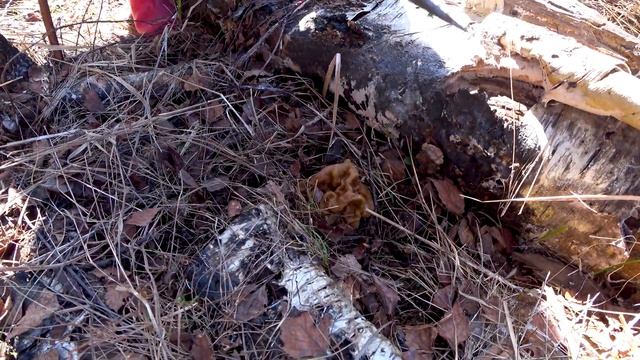 🍄 В весенний лес за гигантскими строчками 🍄 Строчки смотреть онлайн