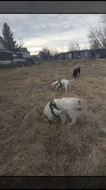 Зоогостиница. Передержка собак кинологом. Игорь Алтайский.