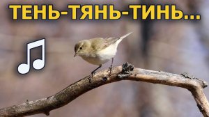 Кто поёт «тень-тянь-тинь» //Берёзовый сок: День #6//#ГолосаПтиц 7