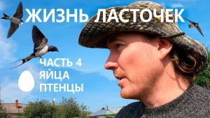 Жизнь ласточек #4/5.  Яйца. ⬯ Насиживание. Птенцы