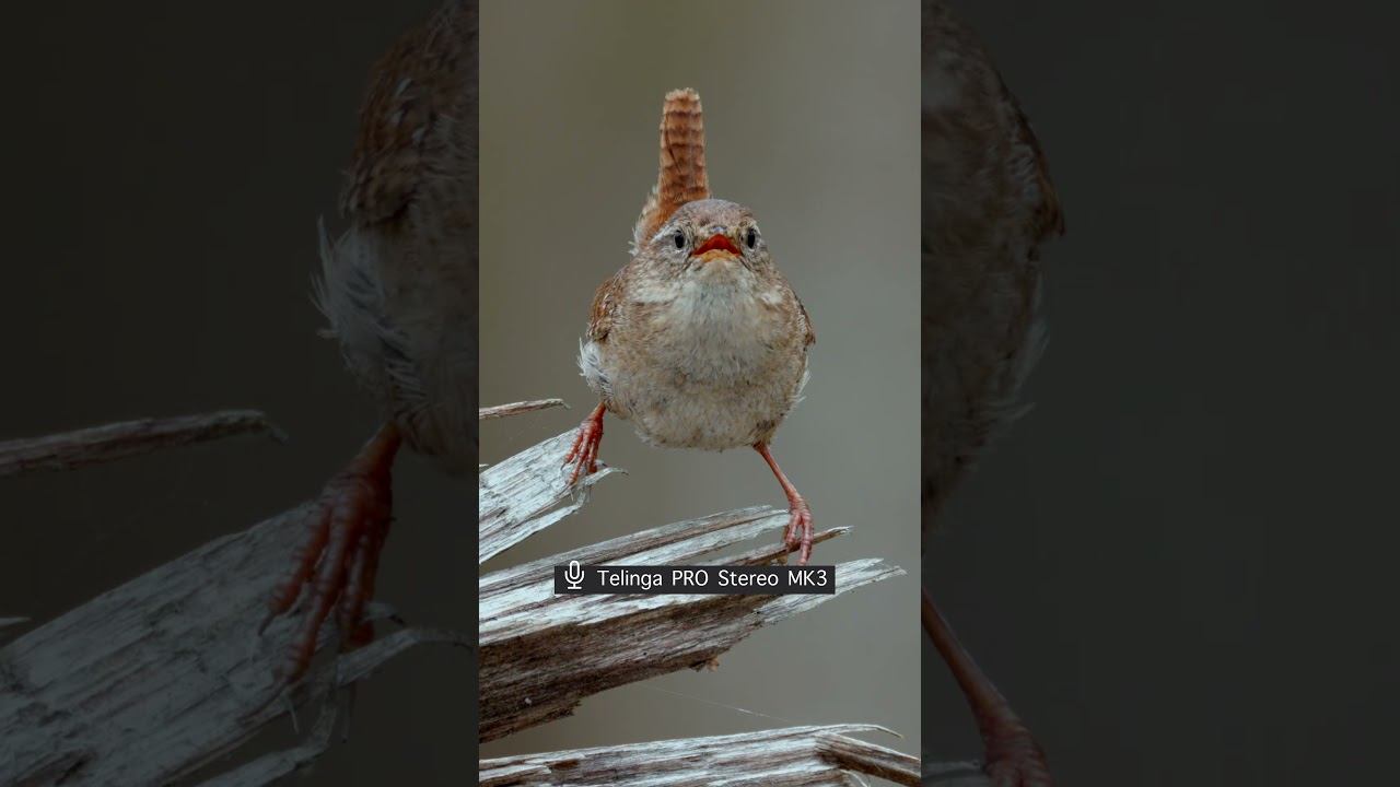 Крапивник - Голос ♫ #голосаптиц #shorts #birds смотреть онлайн