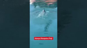 ДЕЛЬФИНЫ НА ПЛЯЖЕ КЛЕОПАТРА