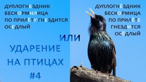 Осёдланная оседлость. Ударение на птицах #4