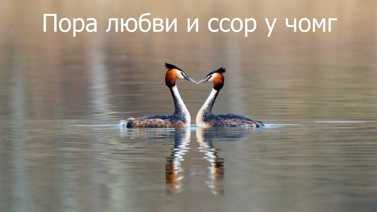 Пора любви и ссор у чомг смотреть онлайн