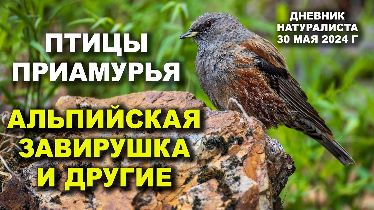 Птицы Приамурья. Дневник натуралиста. 30 мая 2024 г. смотреть онлайн