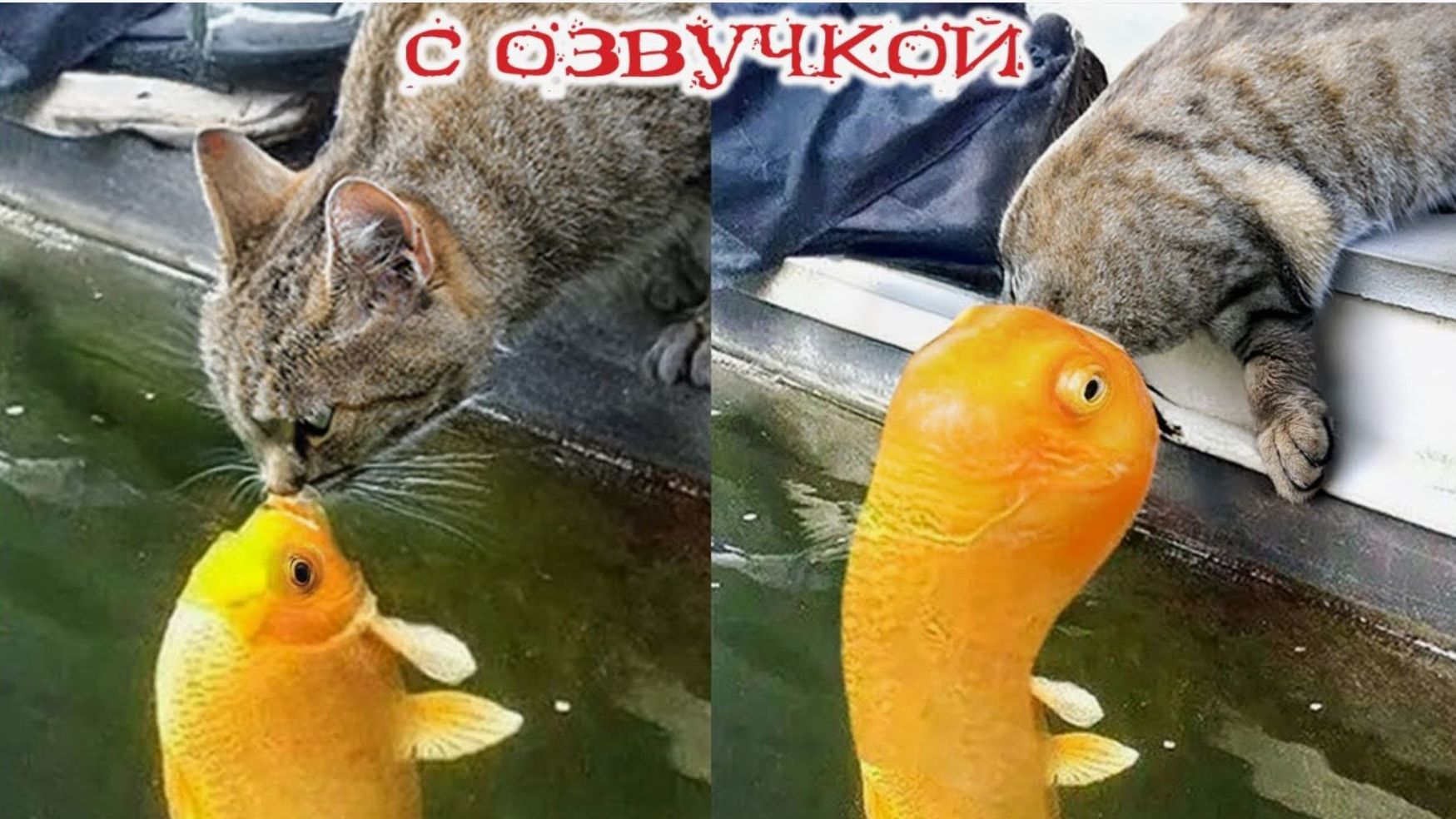 ПРИКОЛЫ С КОТАМИ! Самая смешная озвучка животных! ДО СЛЁЗ смотреть онлайн