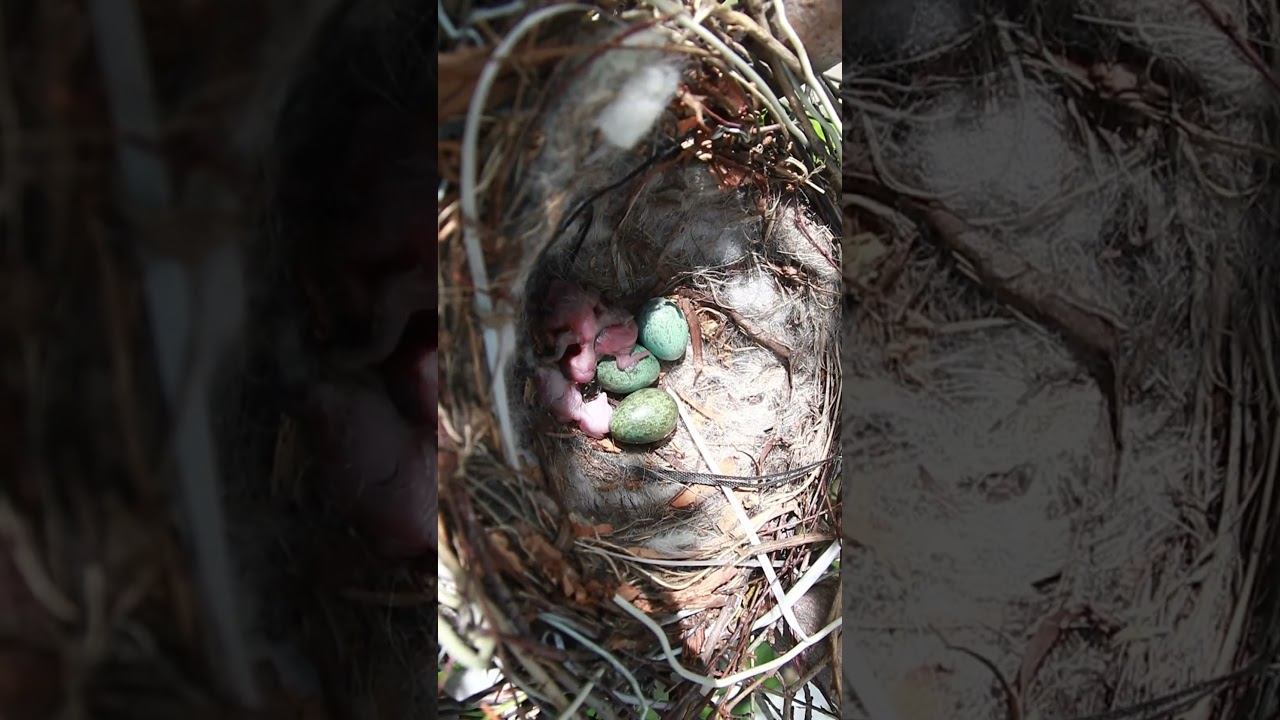 Гнездо: Ворона Серая #short #birdnest смотреть онлайн