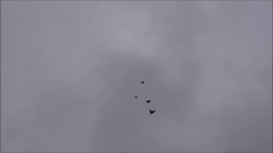 Голуби серпастые 24.12.25.