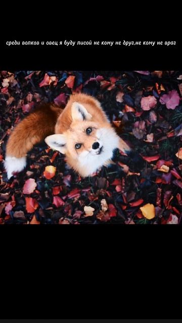 среди волков и овец я буду лисой не кому не враг не кому не друг смотреть онлайн