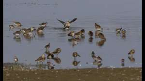 Птицы Лотошинского рыбхоза