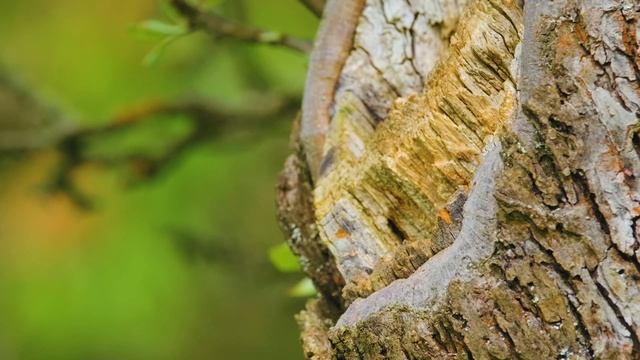 4K Природа про Животных дичайших