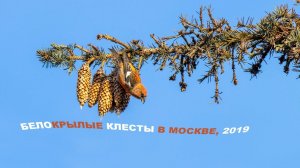 Белокрылые клесты в Москве