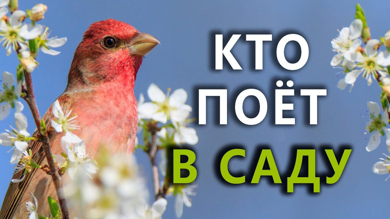 Какие птицы поют в саду? #голосаптиц 27 смотреть онлайн