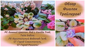 Обзор Фиалок Трейлеров!