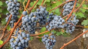 Денисовский - устойчивый, темный, ранний технологичны?