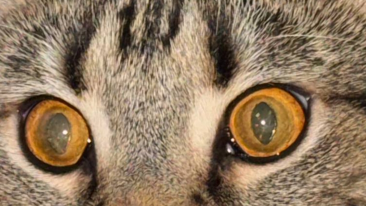 Ответ на вопрос из Telegram-канала! (Ответ из программы «Лабораториум. Маленькие исследователи»).