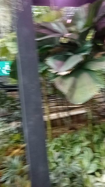 Тайский сад, где живёт пустыня смотреть онлайн