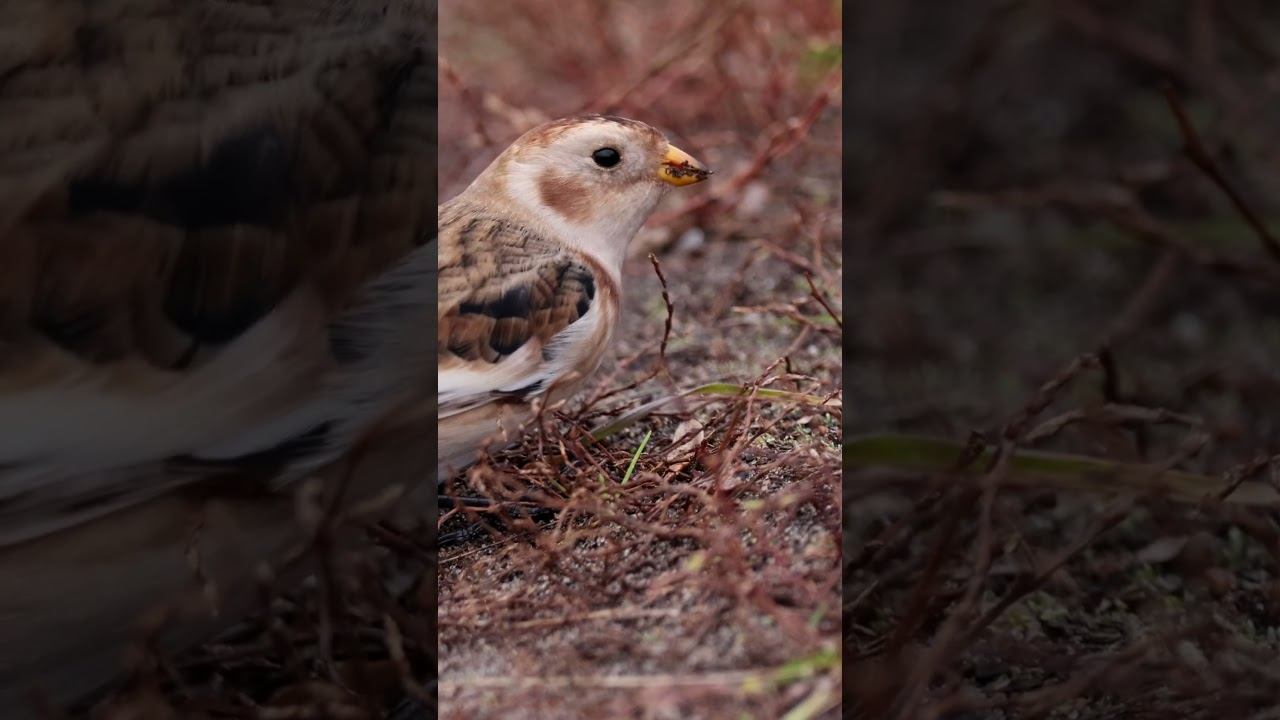 Газон для птиц - Горец птичий, или Спорыш #short смотреть онлайн