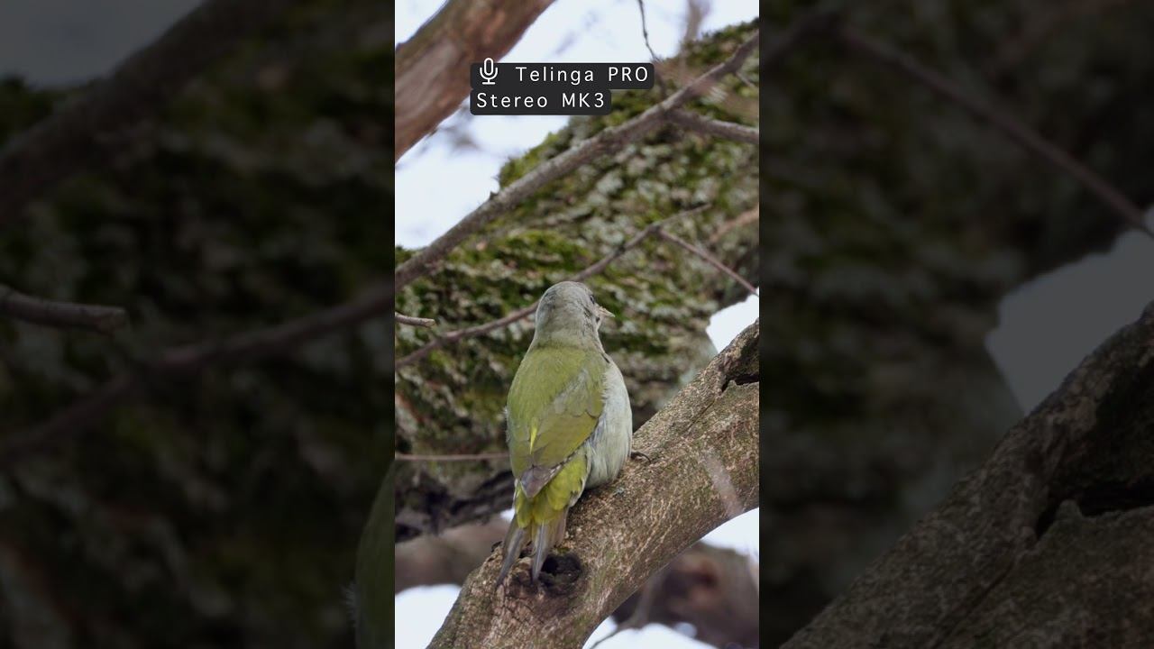 Дятел седой: Дробь ♬ #short #ГолосаПтиц 2024 03 26 смотреть онлайн