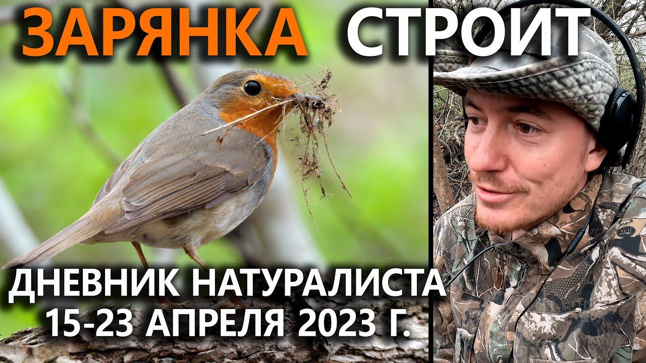 Зарянка-строитель. Дневник натуралиста. 15-23 апреля 2023 г.