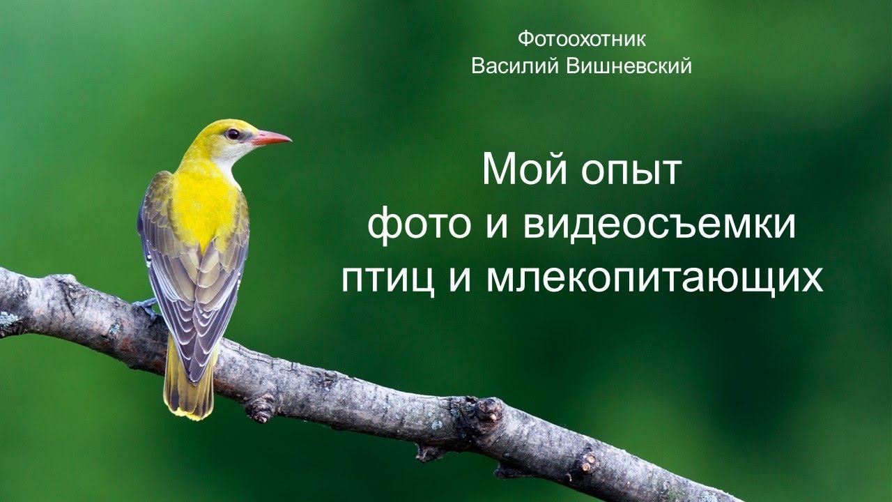 Мой опыт видео- и фотоохоты