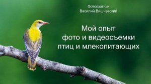 Мой опыт видео- и фотоохоты