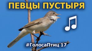 Поющий птичий пустырь и окрестности #ГолосаПтиц 17