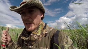 Гнездовой биотоп Сверчка соловьиного и других ценителей рогоза. Часть 2