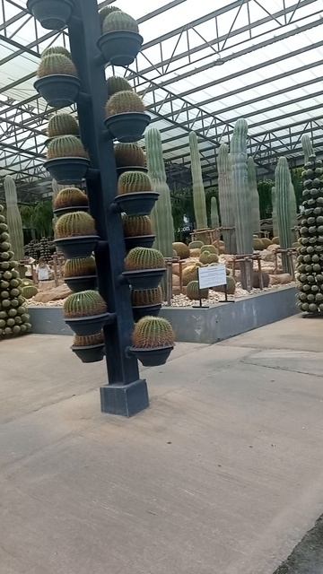 Колючая магия в саду Nong Nooch смотреть онлайн