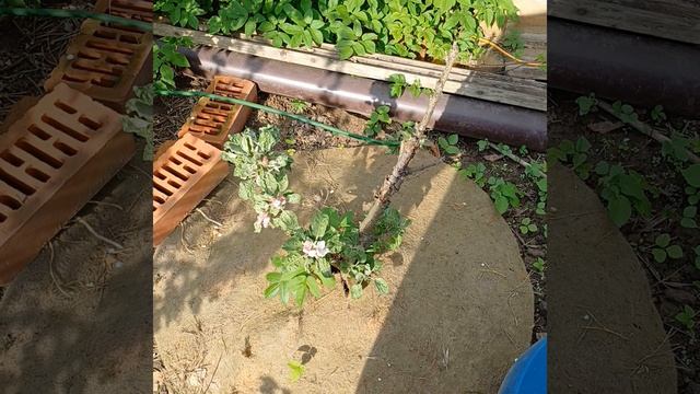 Яблоня на даче смотреть онлайн